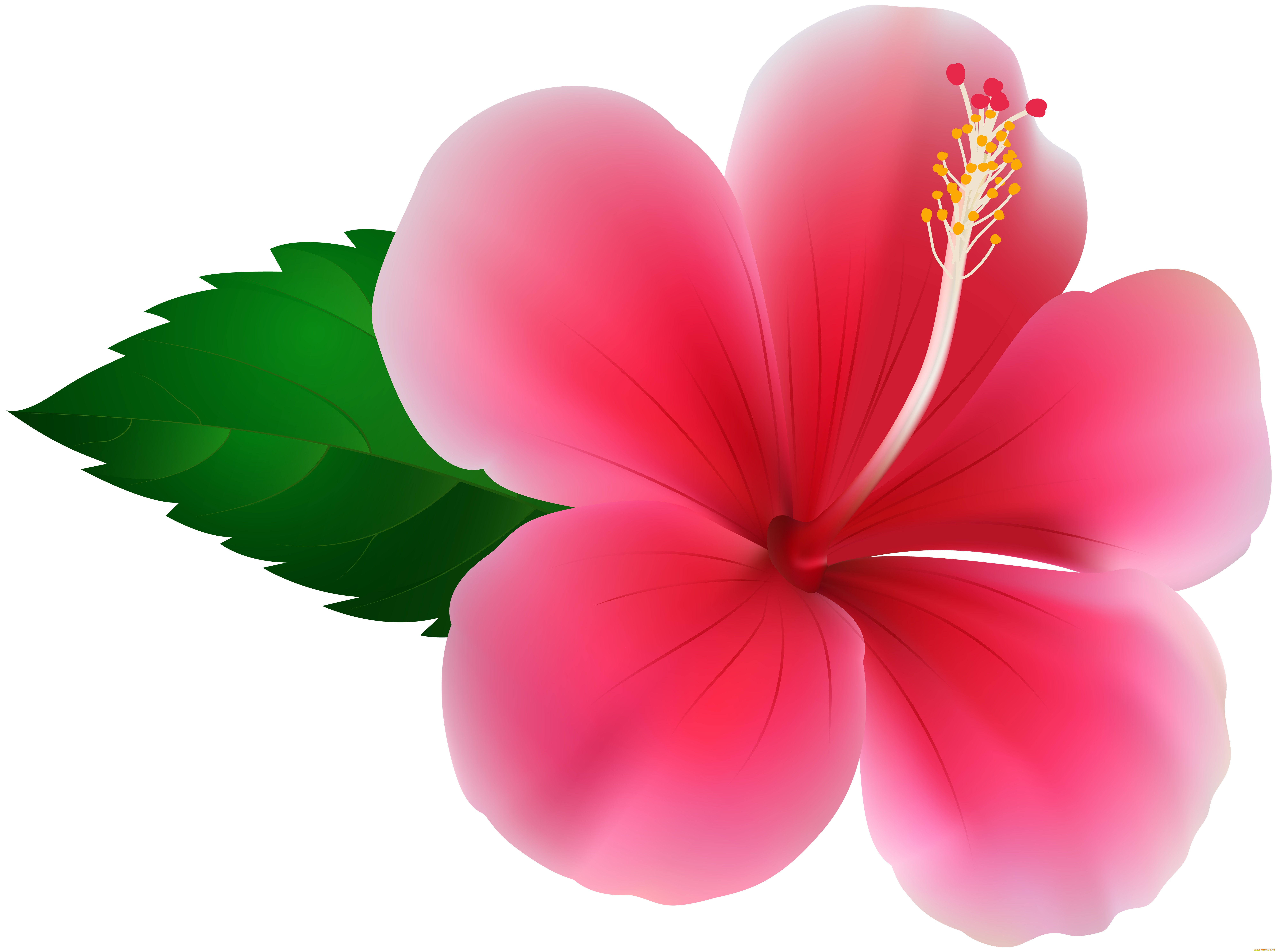  ,  , flowers, , , 
